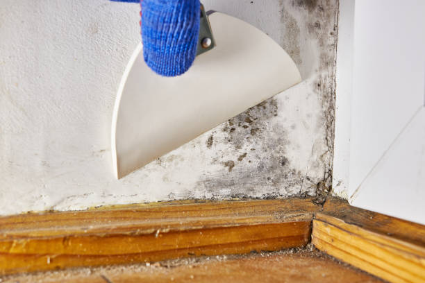 Best Mold-Related Health Consultation  in Jupiter Farms, FL