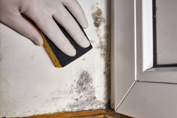 Best Real Estate Mold Inspection  in Jupiter Farms, FL
